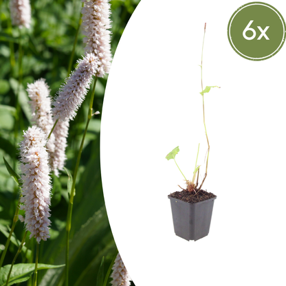 6x Persicaria bistorta &