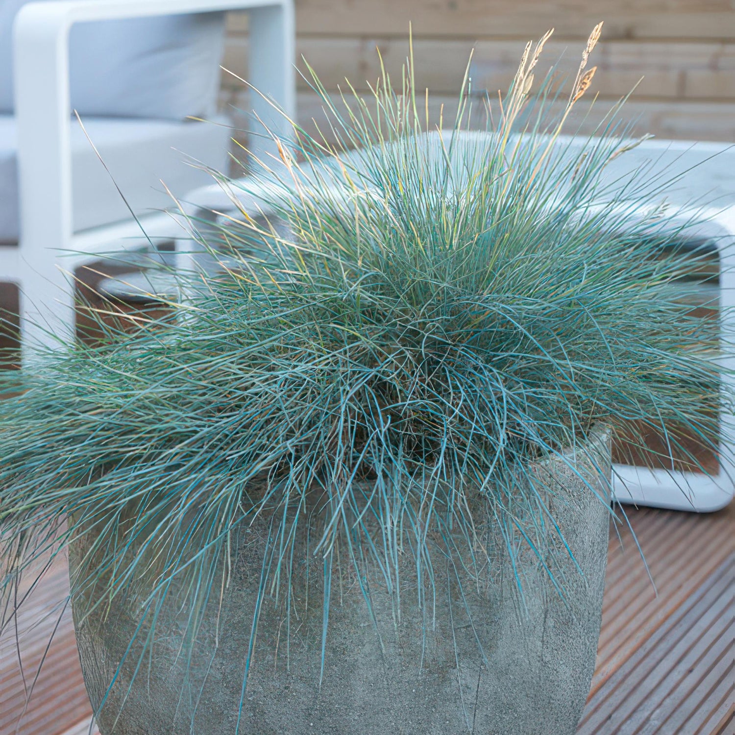 24x Festuca glauca ‘Elijah Bleu’ – Blauschwingel für Beete, Steingärten &amp; Rabatten – Höhe 10–25 cm – Ø 9 cm