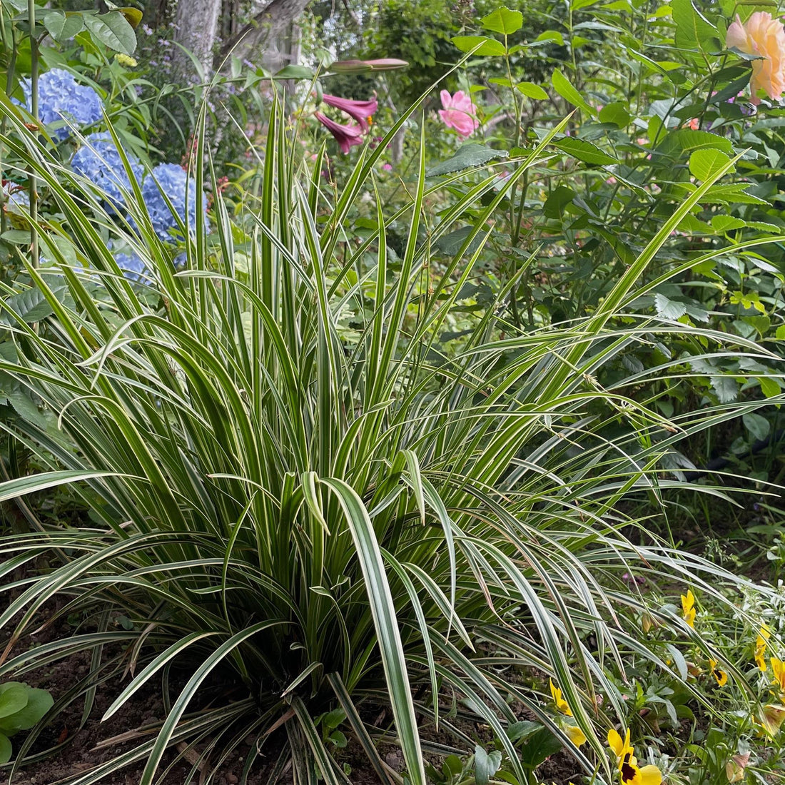 Carex morrowii &