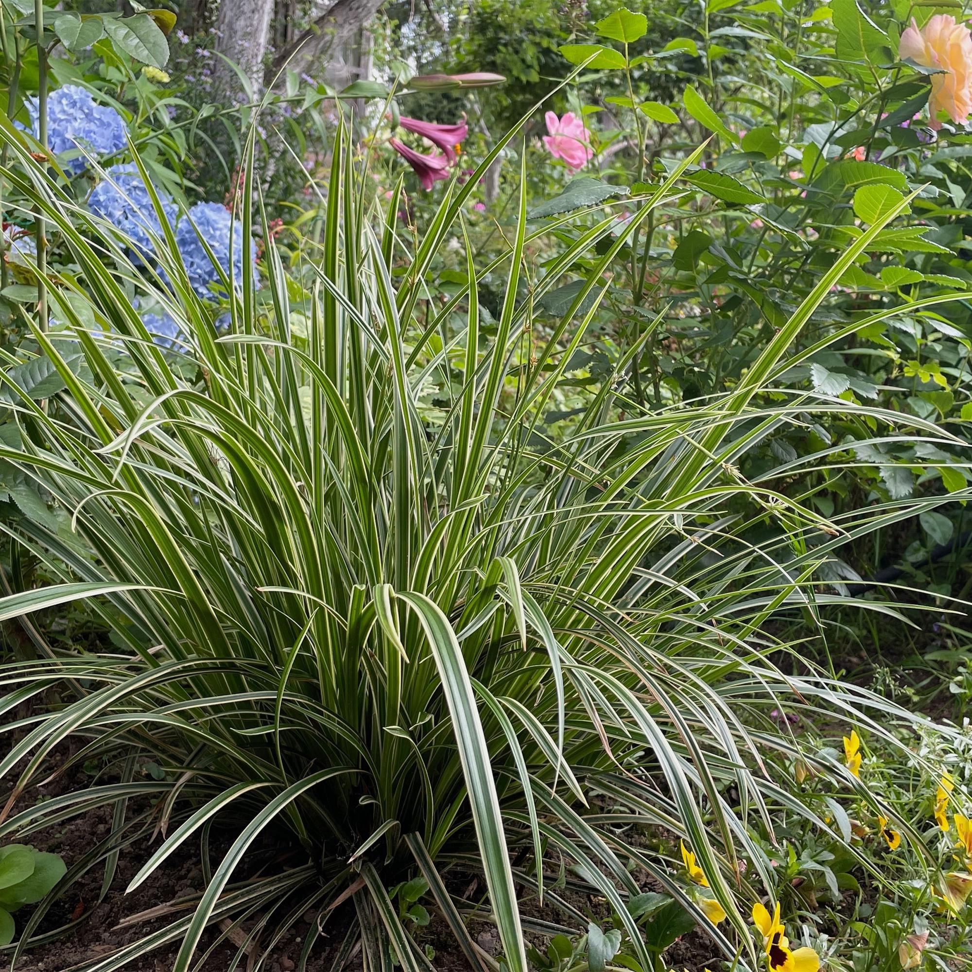 Carex morrowii &