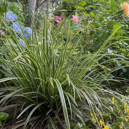 Carex morrowii &