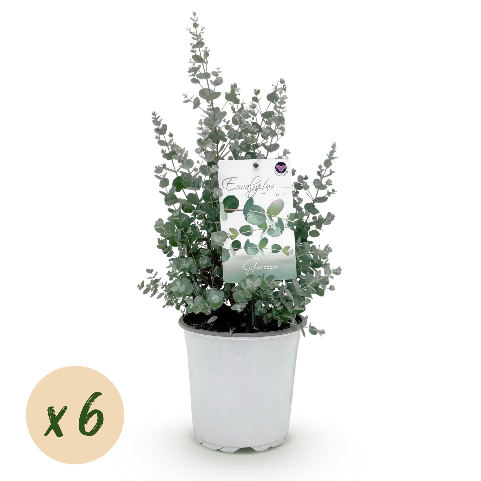 Terrassenpflanze - Eukalyptusbaum - Eukalyptus gunnii - Grau - 6 Pflanzen - Winterhart - Topf 17cm Höhe 40cm