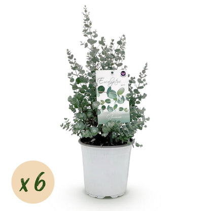 Terrassenpflanze - Eukalyptusbaum - Eukalyptus gunnii - Grau - 6 Pflanzen - Winterhart - Topf 17cm Höhe 40cm