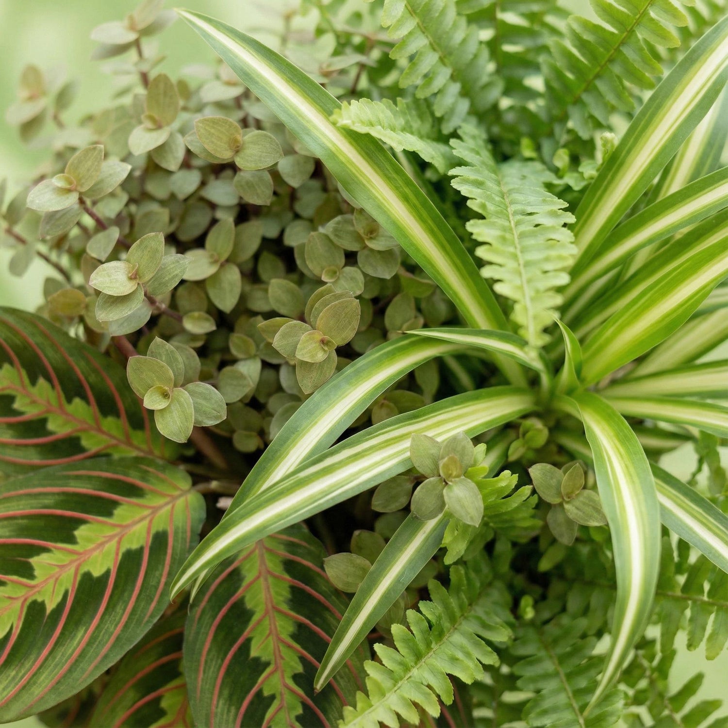 Mix aus 4 Zimmerpflanzen - Chlorophytum - Maranta - Calissia - Nephrolepsis - mit Potter Weiß, Grau oder Korb - Höhe 25cm