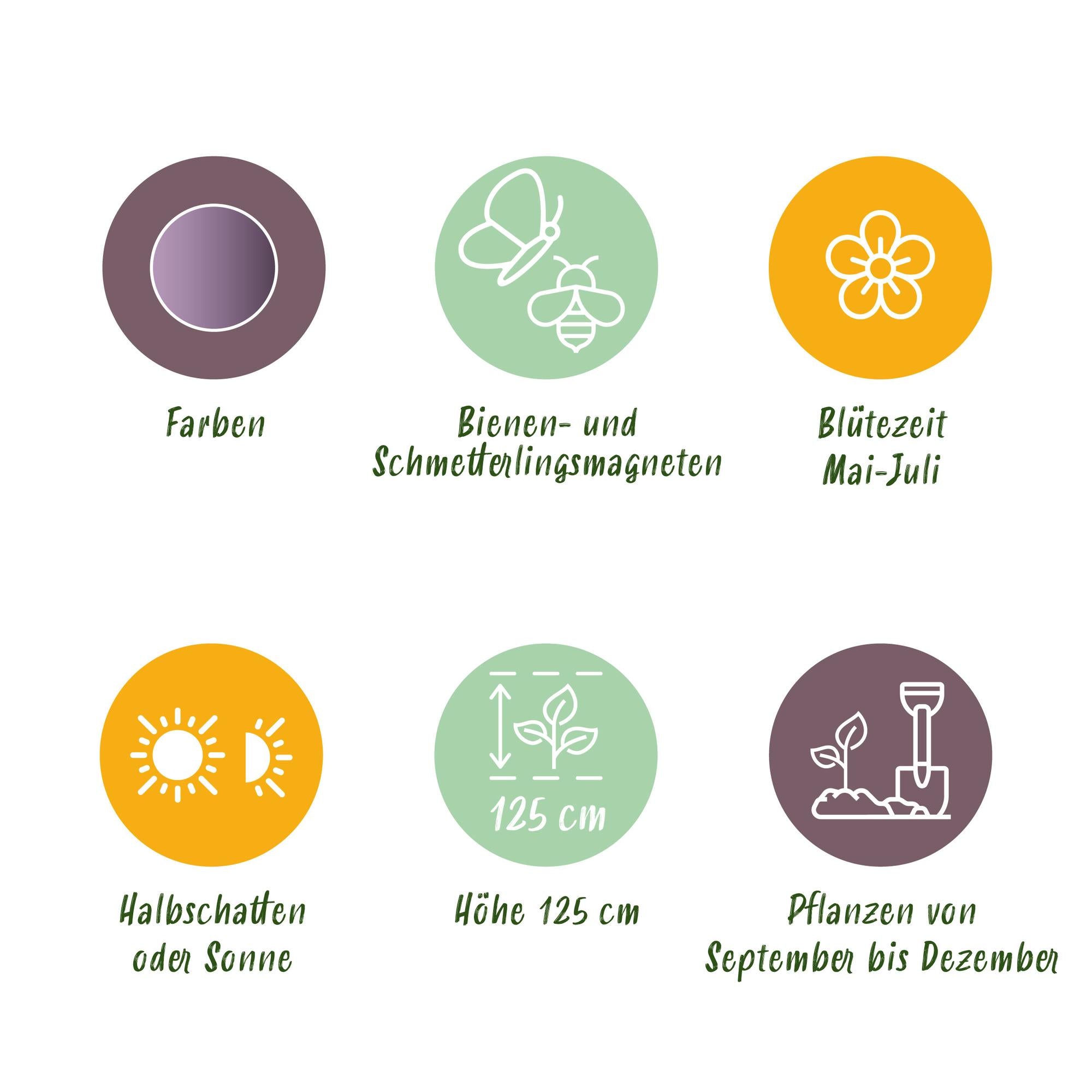 Blumenzwiebeln Allium Gladiator | 5 Stück Lila – Zwiebelgröße 16/18 – XXL Pack