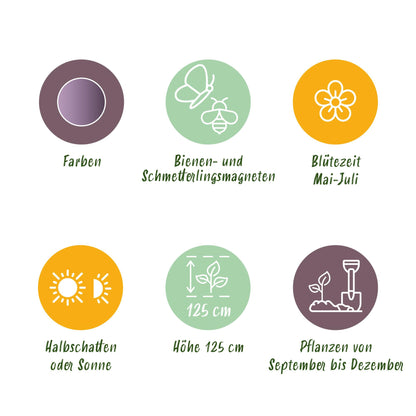 Blumenzwiebeln Allium Gladiator | 5 Stück Lila – Zwiebelgröße 16/18 – XXL Pack