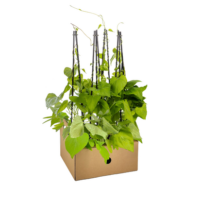 4x Ipomoea tricolor Heavenly Blue Ø13 cm - ↕60 cm