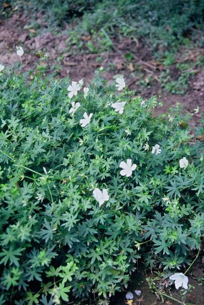 24x Geranium sanguineum ‘Album’ – Weißblühender Storchschnabel – Höhe 10–25 cm – Ø 9 cm Topf