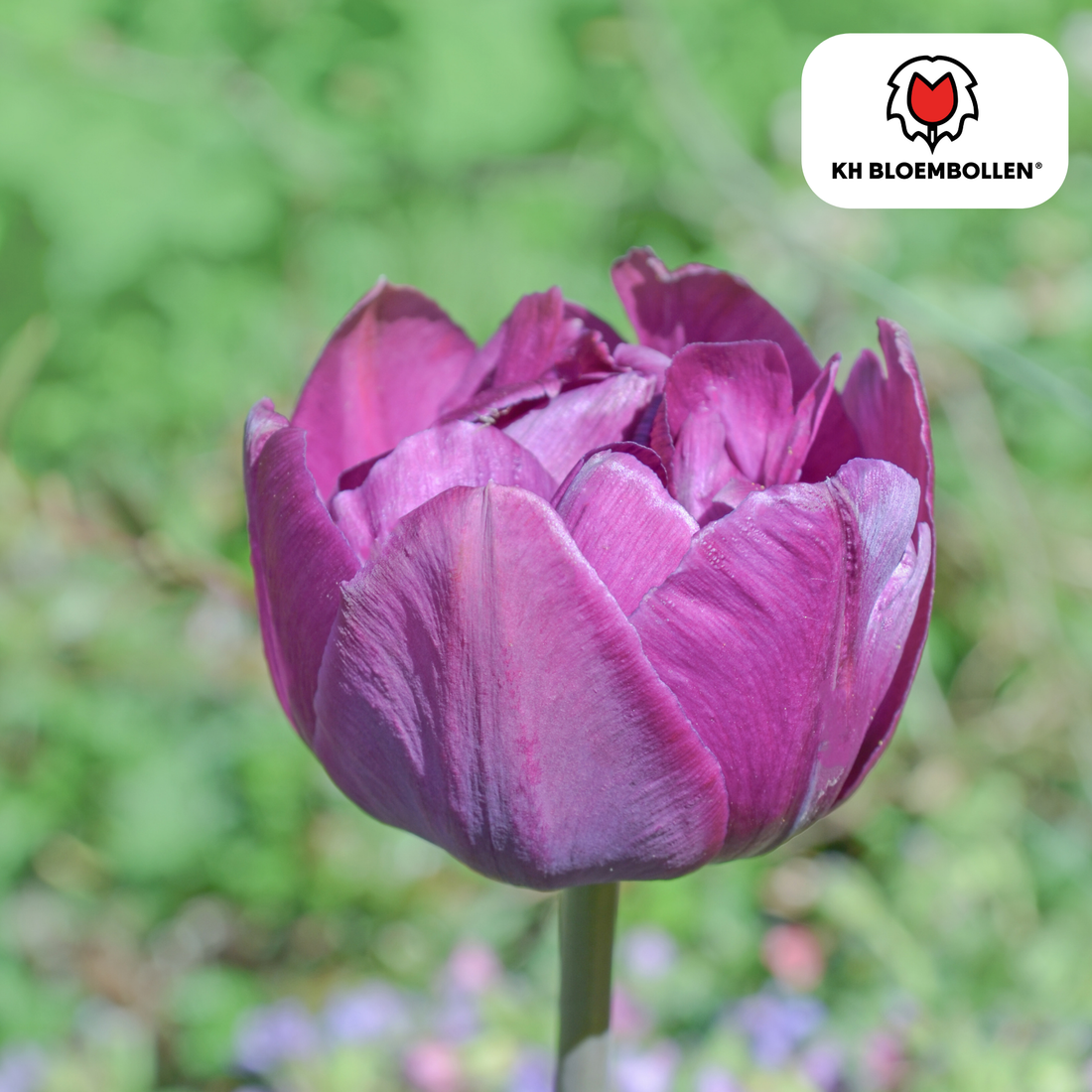 Double Flag Tulpen – 20 Zwiebeln | Gefüllte violette Blüten