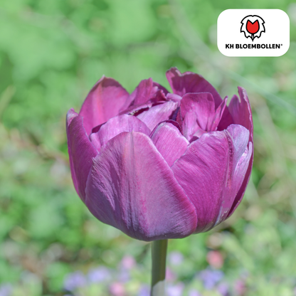 Double Flag Tulpen – 20 Zwiebeln | Gefüllte violette Blüten