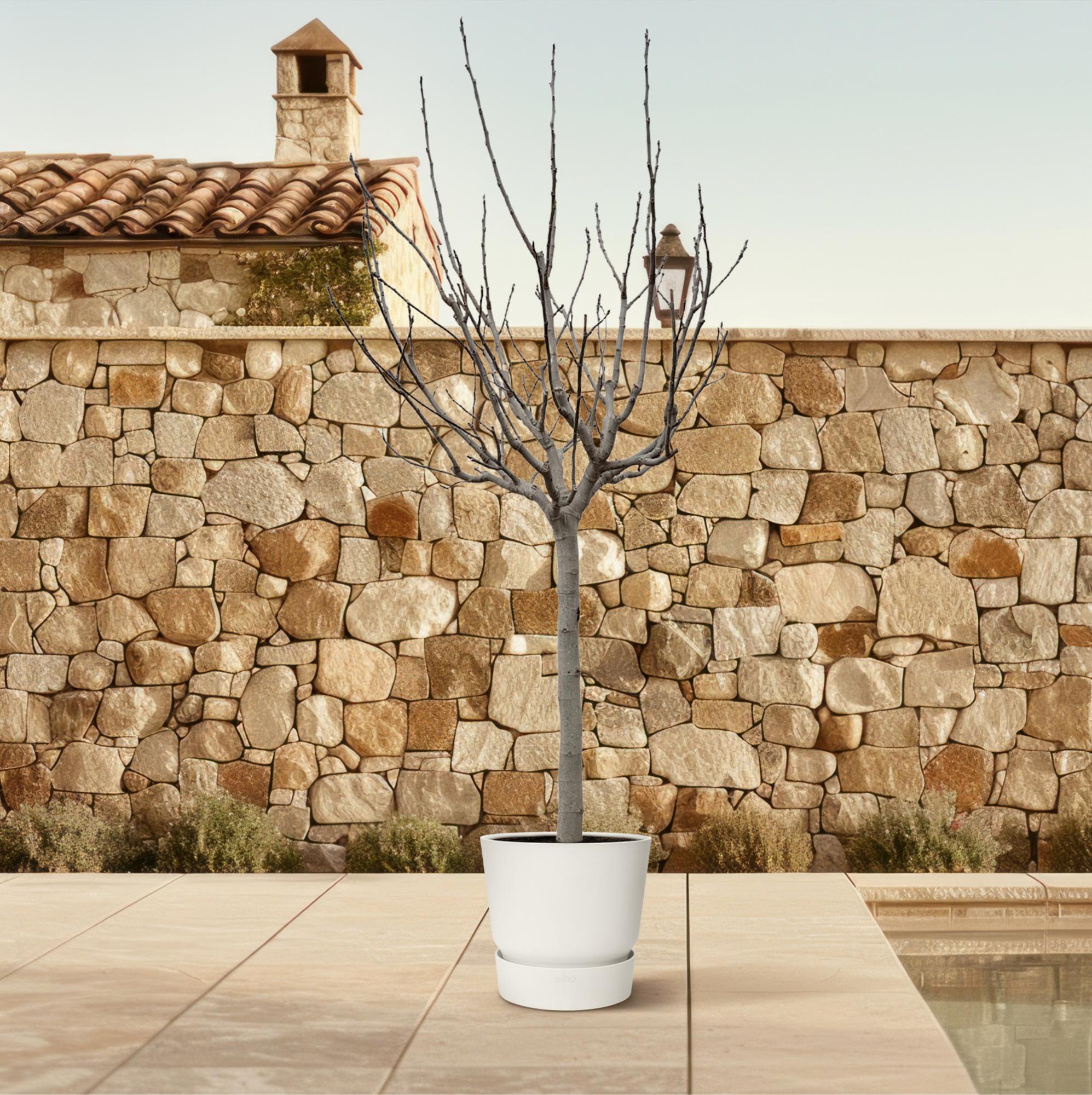 Ficus Carica – Echter Feigenbaum für Garten &amp; Terrasse