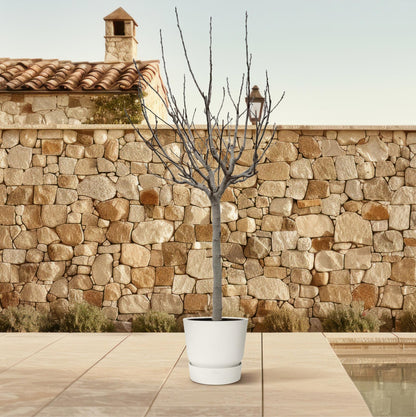 Ficus Carica – Echter Feigenbaum für Garten &amp; Terrasse