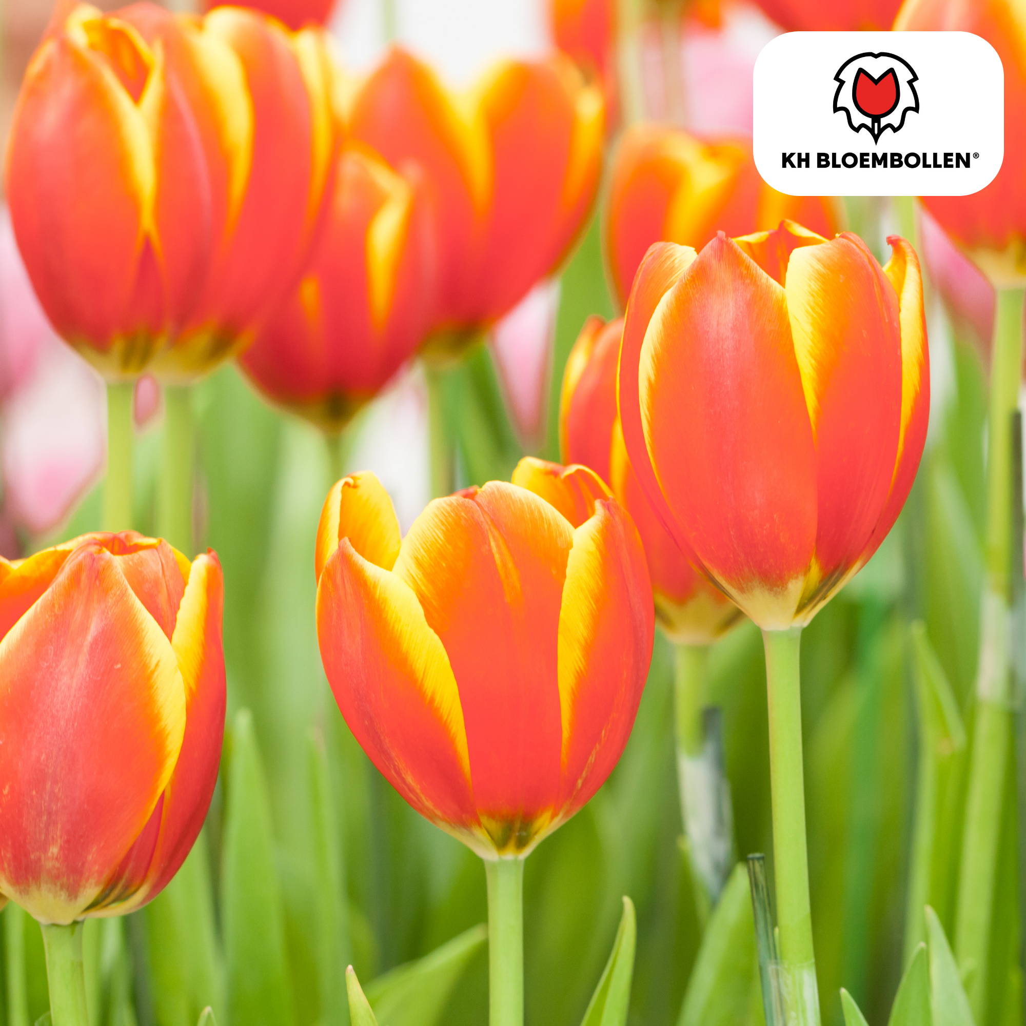 Tulpenzwiebeln Dow Jones | 20er-Pack | Kräftig Rot
