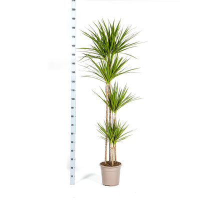 Dracaena Marginata ‘Green’ Ø27, 170–190 cm