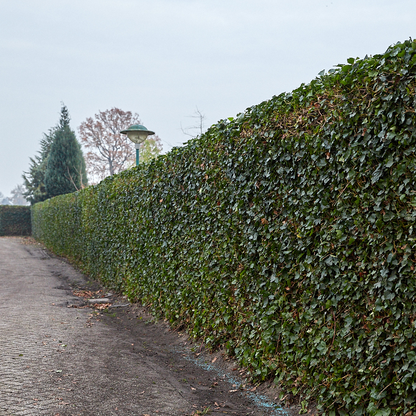 Hedera Hibernica - Efeu - gestäbt - ↨80 - 100 cm