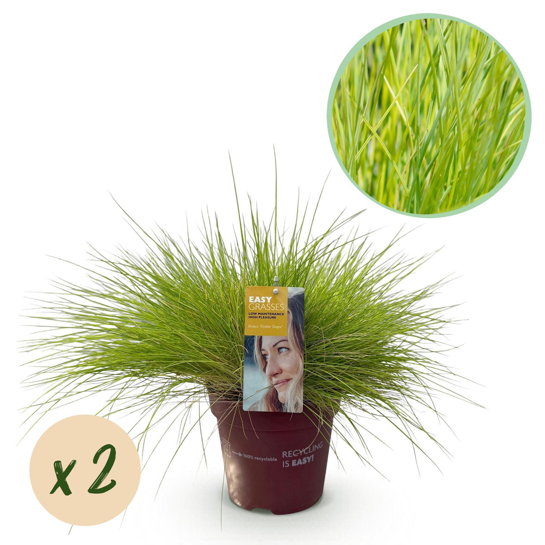 Gold-Schwingel Golden Toupee - Gelb - 2 Pflanzen - Immergrün - Wenig Pflege - Topf 17cm Höhe 50cm