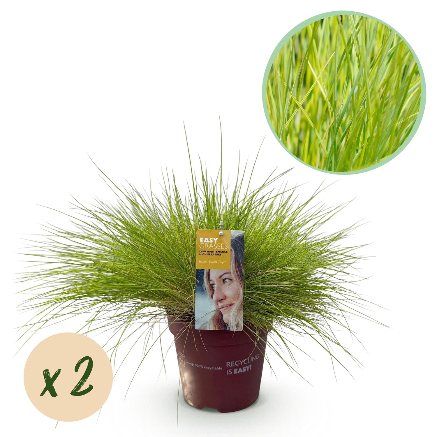 Gold-Schwingel Golden Toupee - Gelb - 2 Pflanzen - Immergrün - Wenig Pflege - Topf 17cm Höhe 50cm