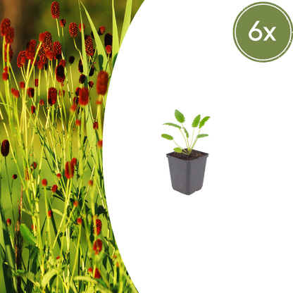6x Sanguisorba o. &