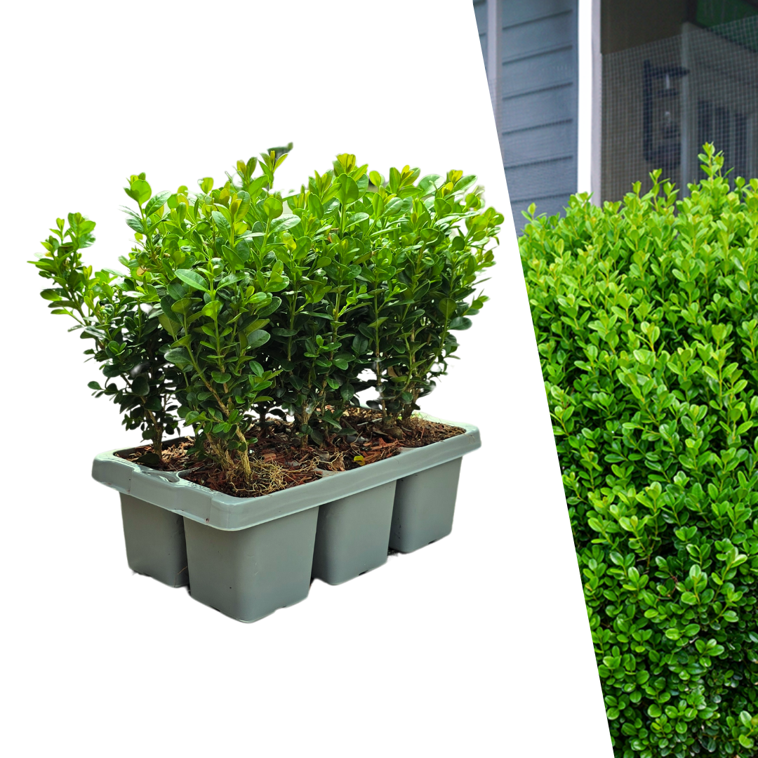 Buxus NewGen Freedom – 6er-Pack – Winterharte Immergrüne Sträucher – Ø7 cm Topf – Höhe ca. 15 cm