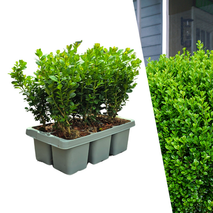 Buxus NewGen Freedom – 6er-Pack – Winterharte Immergrüne Sträucher – Ø7 cm Topf – Höhe ca. 15 cm