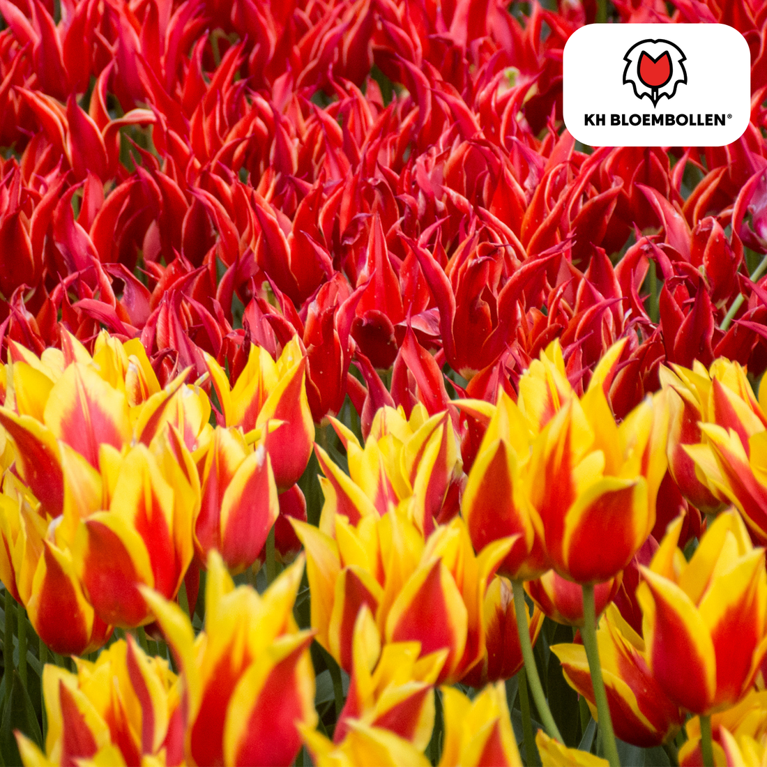 Tulpenzwiebeln Fire Wings – 20er-Pack | Papageien-Tulpe