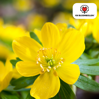 Akoniten / Winterlinge – 30 Stück | Frühblüher in Gelb