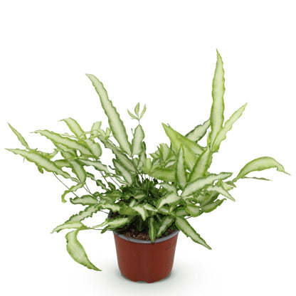 Pteris cretica Albolineata - Schwertfarn - 1 Pflanze - Topf 12cm - Höhe 20cm