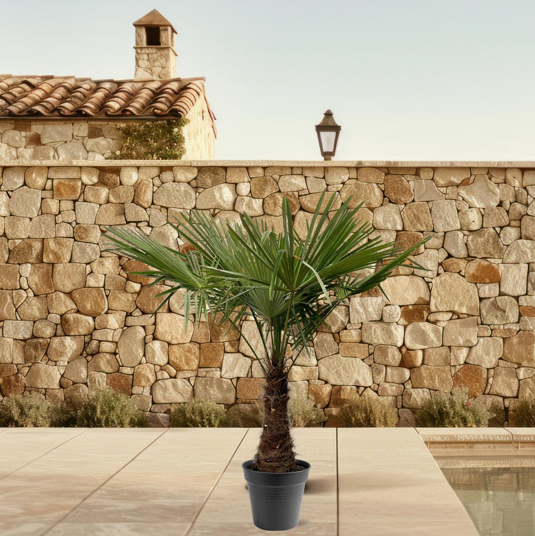 Trachycarpus fortunei – winterharte Hanfpalme im Topf für Garten, Terrasse oder Balkon