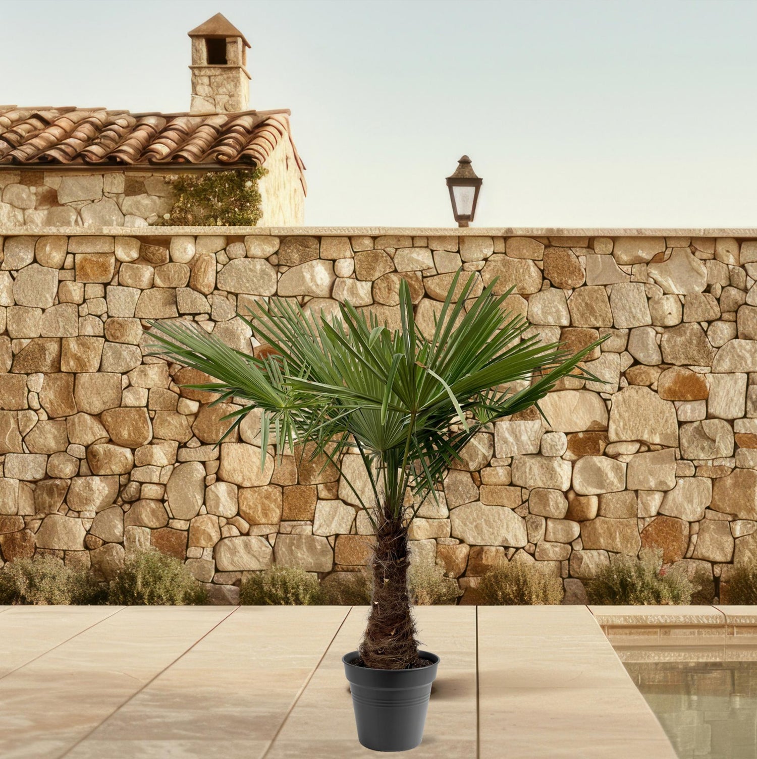 Trachycarpus fortunei – Winterharte Hanfpalme – Verschiedene Größen – Immergrün &amp; Robust