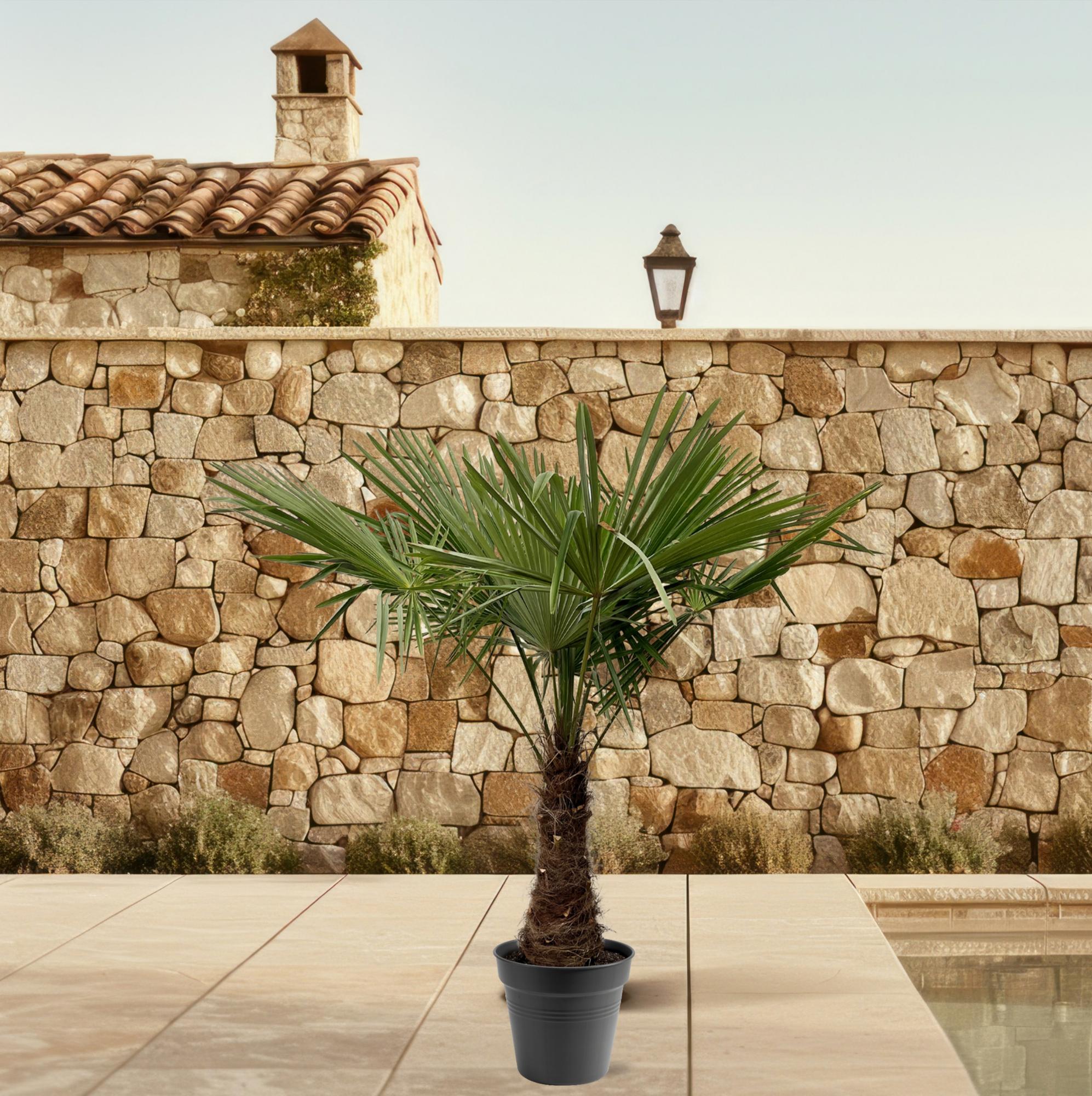 Trachycarpus fortunei – Winterharte Hanfpalme – Verschiedene Größen – Immergrün &amp; Robust