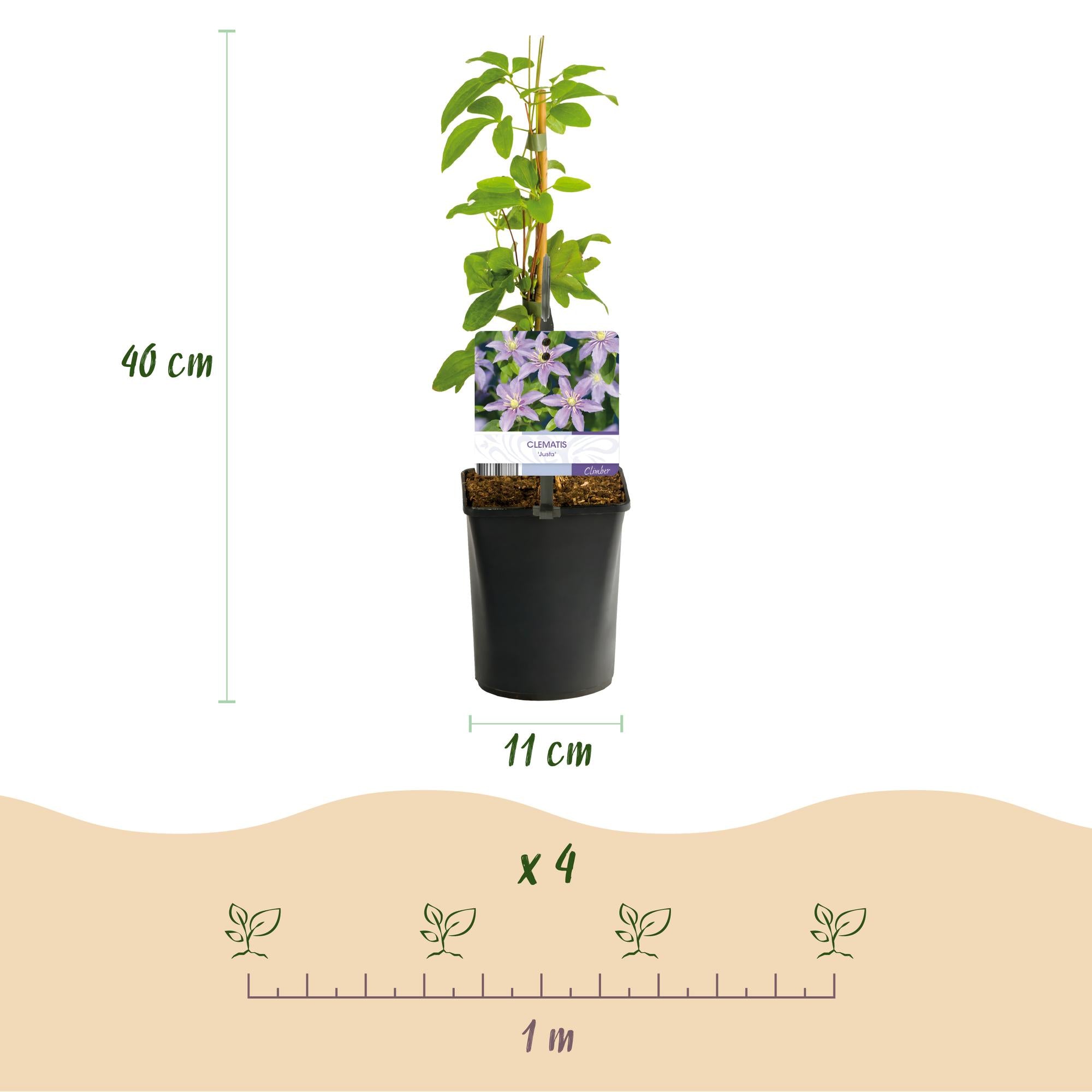 Kletterpflanze - Clematis Justa - Blüte Hellblau - Wenig Pflege - 2 Pflanzen - Topf 11cm Höhe 40cm