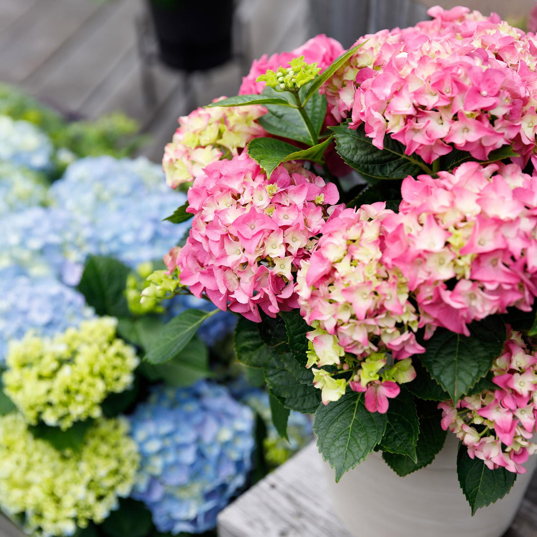 Balkon-Hortensie Forever &amp; Ever Rosa – 2 Pflanzen – 7–12 Blüten – Ø23 cm Topf – Höhe ca. 55 cm