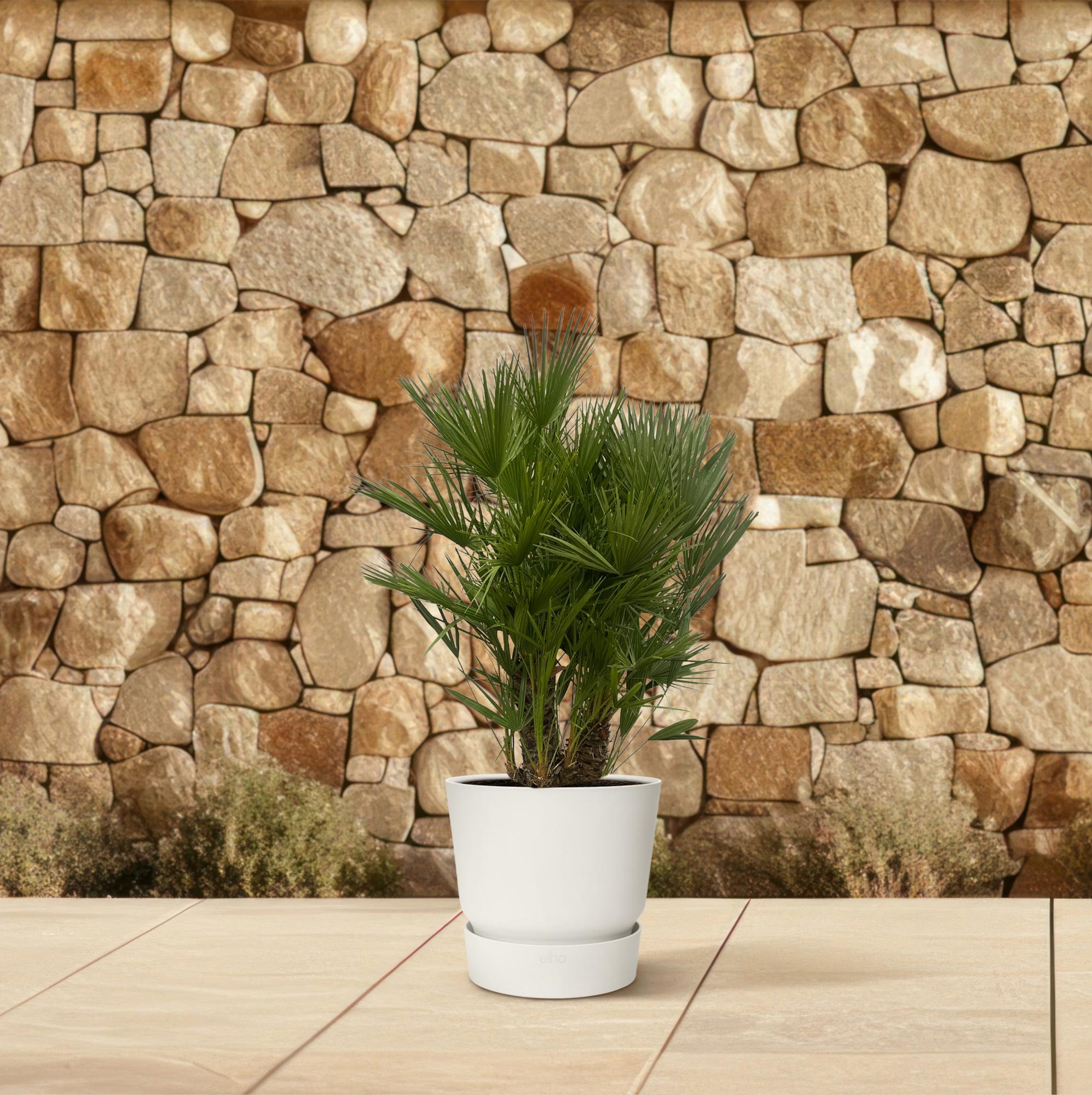 Chamaerops Humilis – Zwergpalmen für drinnen &amp; draußen