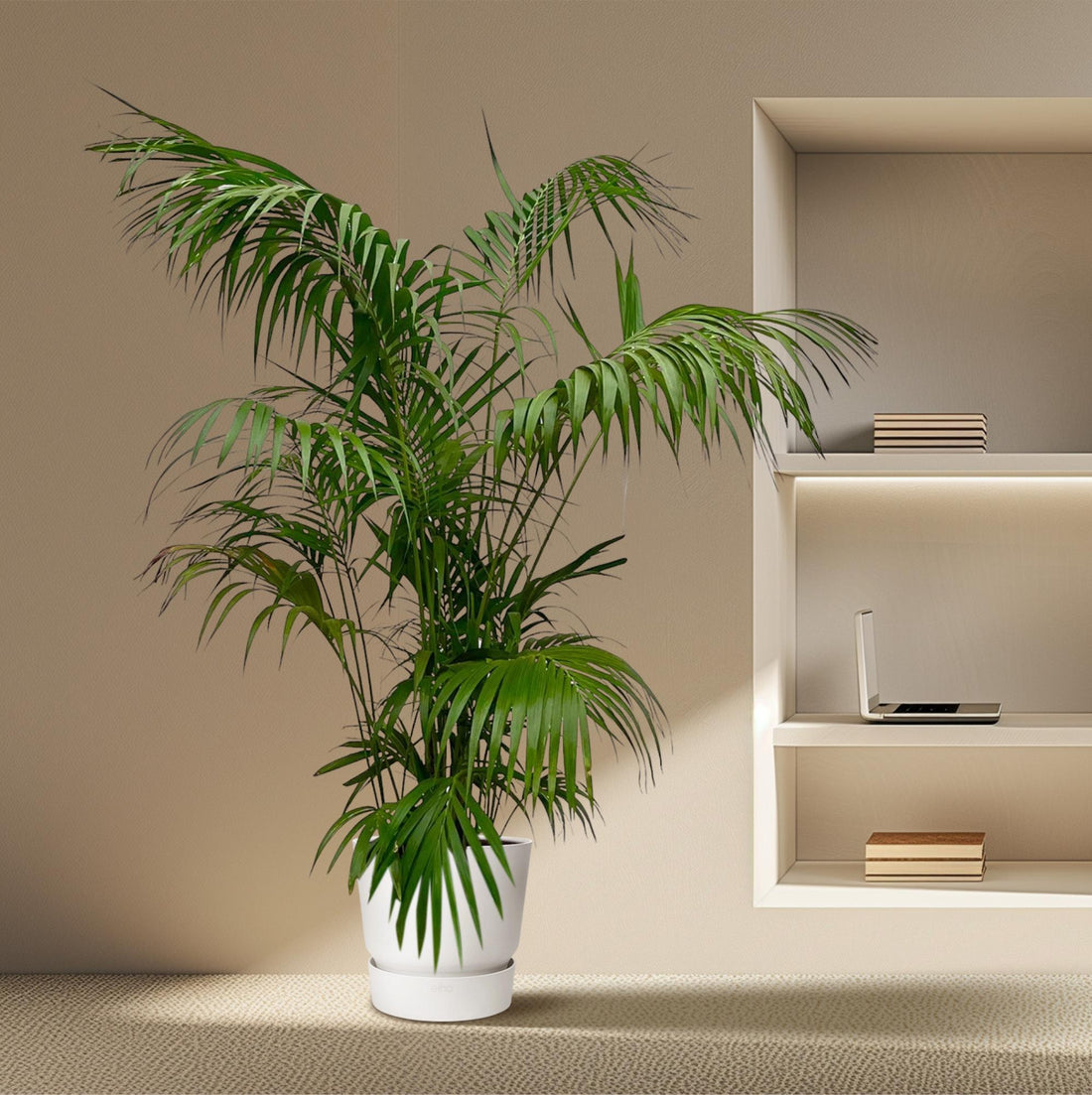 Kentia Palme 130 - 260 cm – Elegante Zimmerpalme
