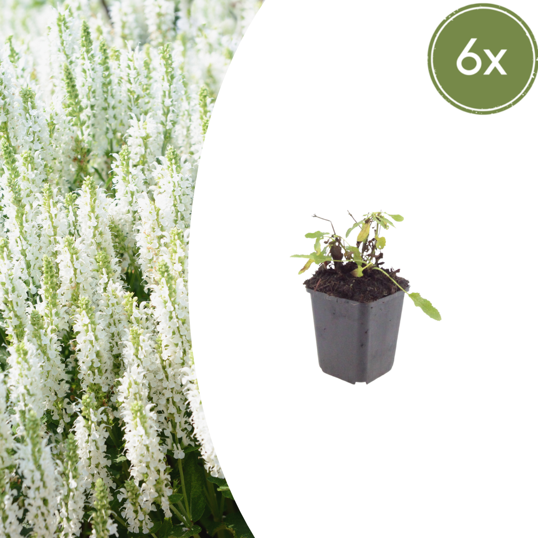 6x Salvia n. &