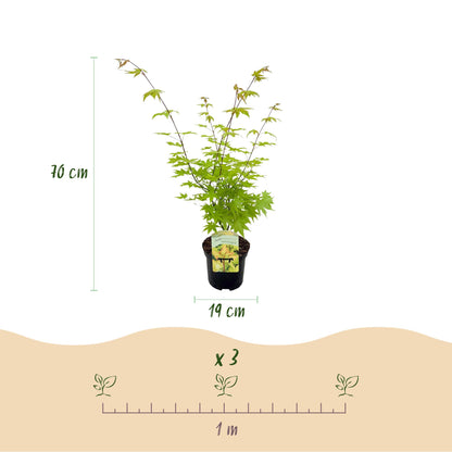 GreenboutiQ - Balkonpflanze - Japanischer Ahorn - Acer palmatum Summergold - Gelb - 2 Pflanzen - Laubabwerfend - Topf 19cm Höhe 70cm