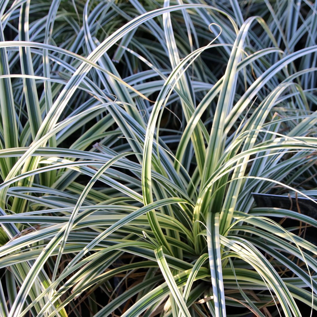 Carex &