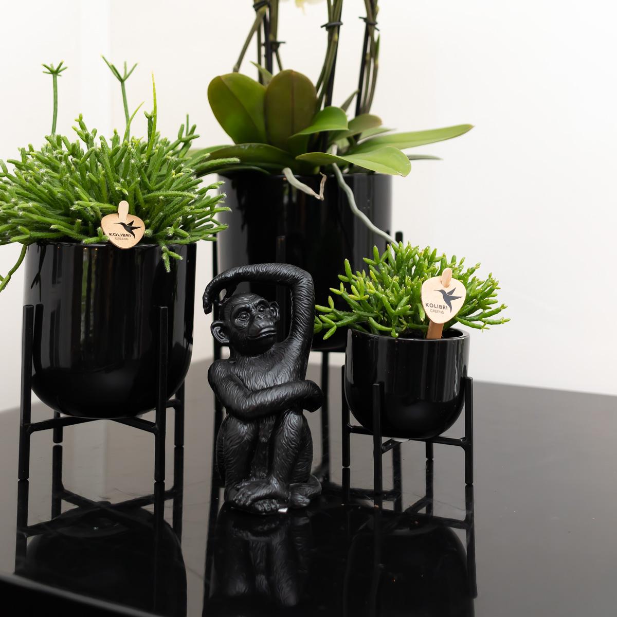 Ornament - Decoration sculpture Sitting Monkey - Black