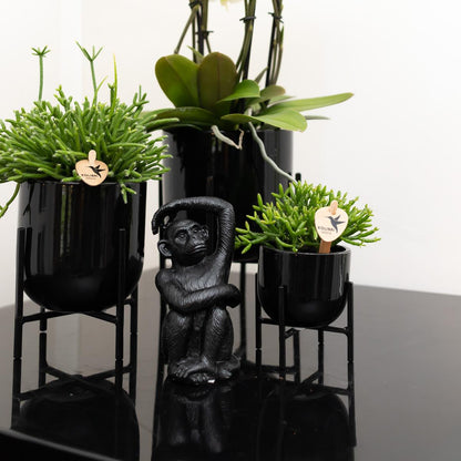 Ornament - Decoration sculpture Sitting Monkey - Black