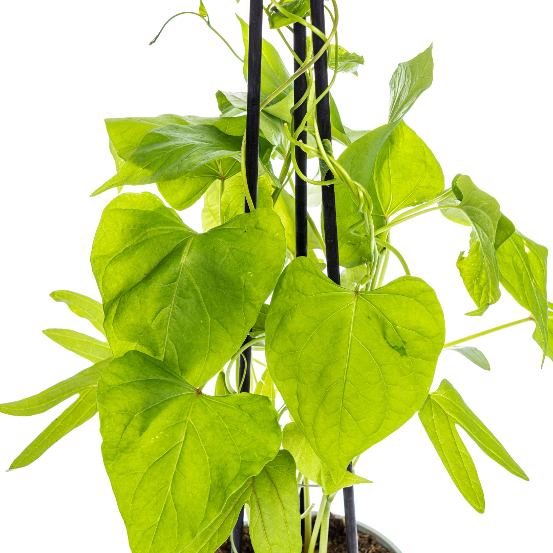 4x Ipomoea tricolor Heavenly Blue Ø13 cm - ↕60 cm