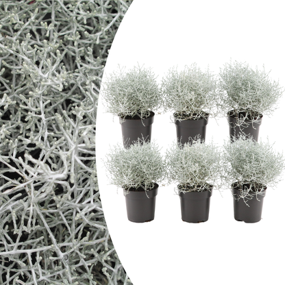 6x Calocephalus (Silberstrauch) – 10 cm Ø – 15 cm ↕