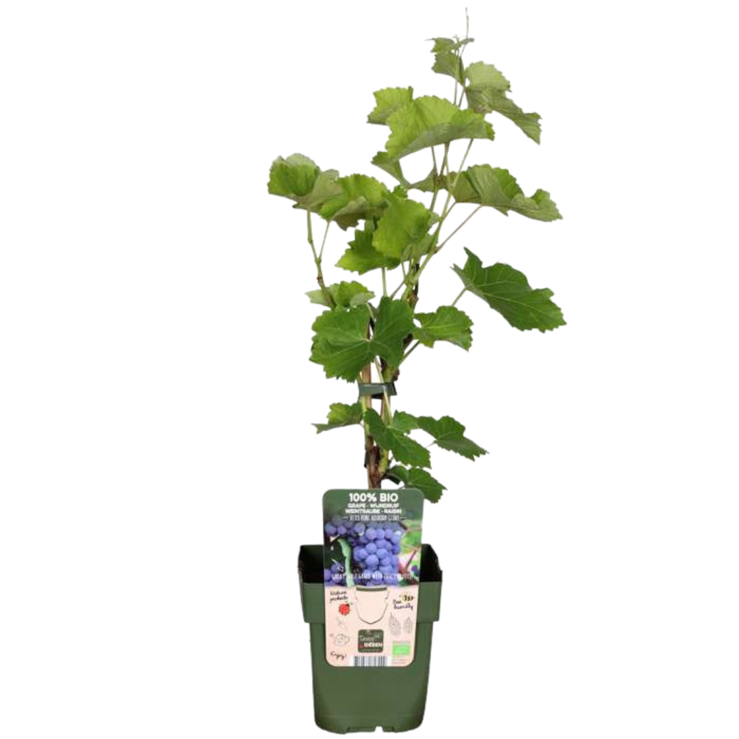 3 x Bio-Weinreben – Ø 13 cm – ↨ 20 cm
