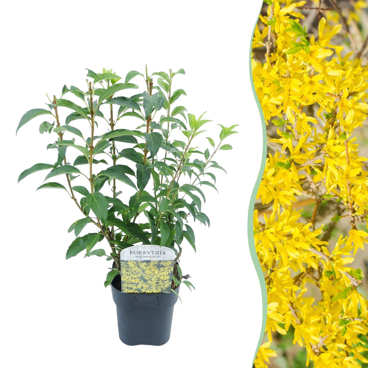Forsythia intermedia Goldrauch - Blüte Gelb - 1 Pflanze - Laubabwerfend - Wenig Pflege - Topf 17cm Höhe 45cm