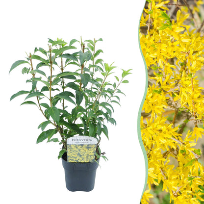 Forsythia intermedia Goldrauch - Blüte Gelb - 1 Pflanze - Laubabwerfend - Wenig Pflege - Topf 17cm Höhe 45cm