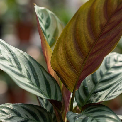 Ctenathe Burle-Marxii - Ø 14 cm - Höhe: 35 - 40 cm