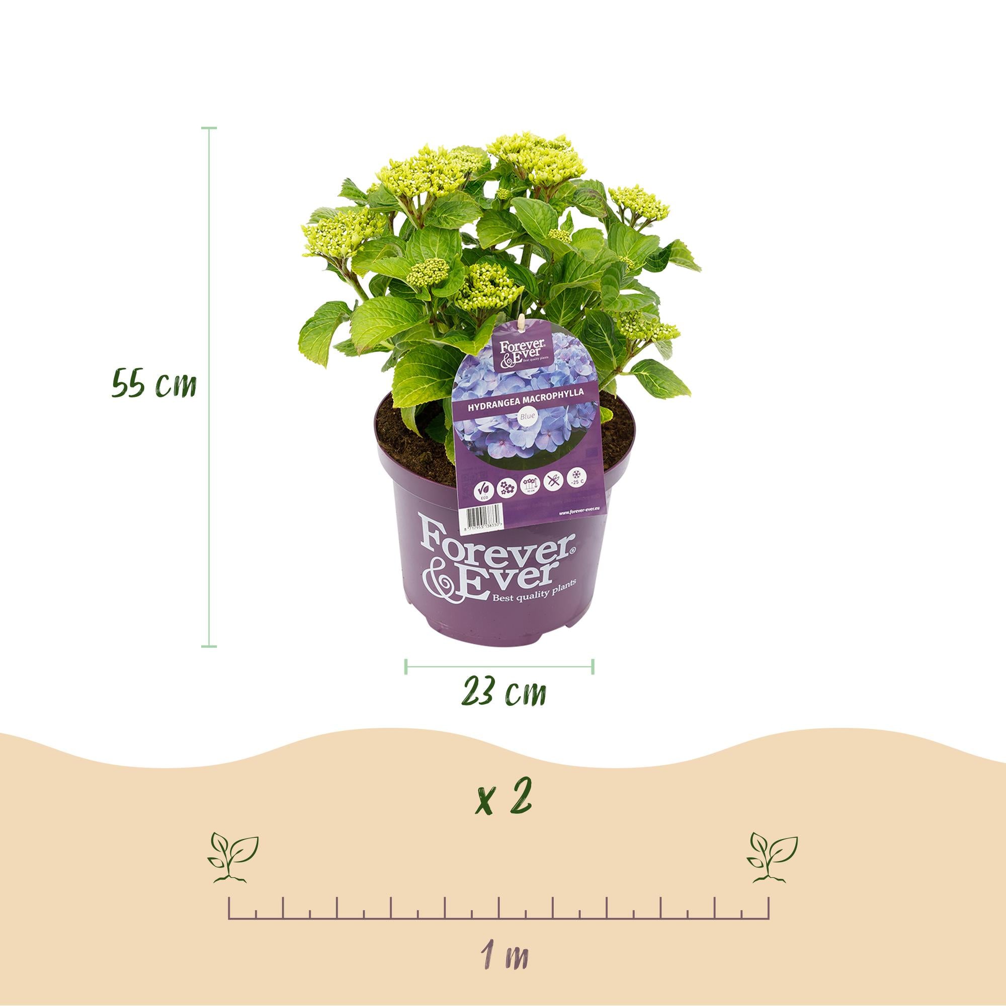 Balkon-Hortensie Forever &amp; Ever Blau – 2 Pflanzen – 7–12 Blüten – Ø23 cm Topf – Höhe ca. 55 cm
