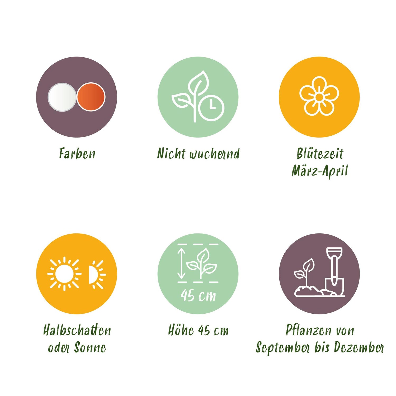 Blumenzwiebeln Narzisse Replete | 10 Stück Weiß-Orange – Zwiebelgröße 10/12 – XXL Pack