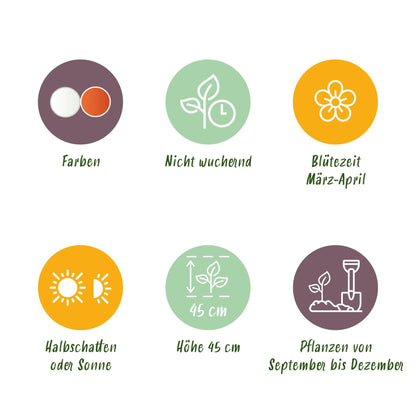 Blumenzwiebeln Narzisse Replete | 10 Stück Weiß-Orange – Zwiebelgröße 10/12 – XXL Pack