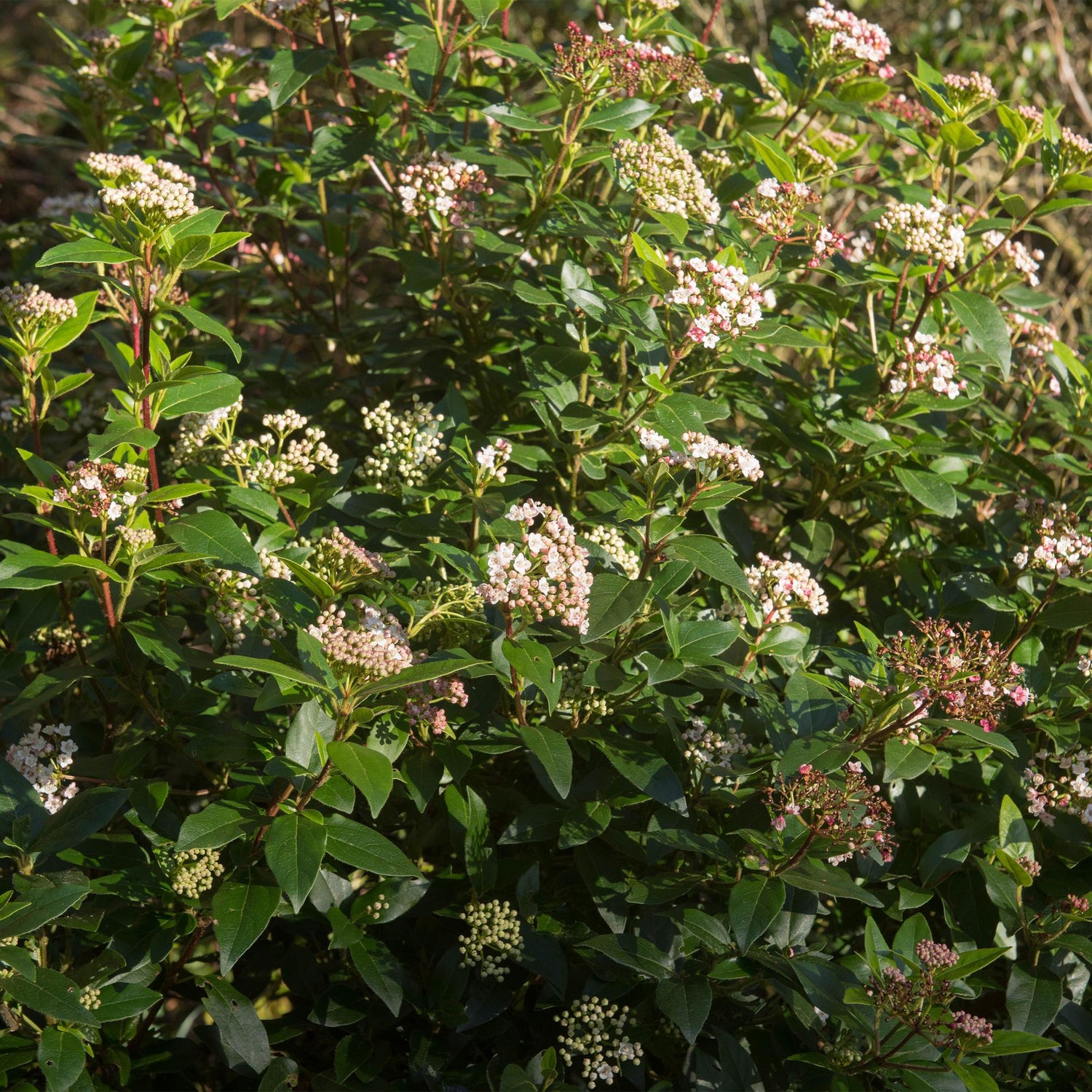 Viburnum tinus Eve Price - Terrassenpflanze - Immergrün - Winterhart - Weiß-Rosa Blüte - Topf 19cm Höhe 90cm