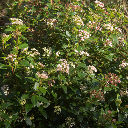 Viburnum tinus Eve Price - Terrassenpflanze - Immergrün - Winterhart - Weiß-Rosa Blüte - Topf 19cm Höhe 90cm